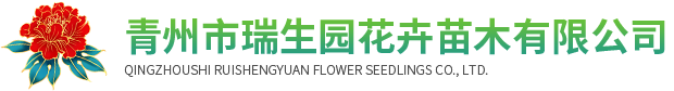 青州市瑞生园花卉苗木有限公司-时令草花和宿根花卉及绿化苗木基地