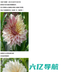 学习鲜花类植物